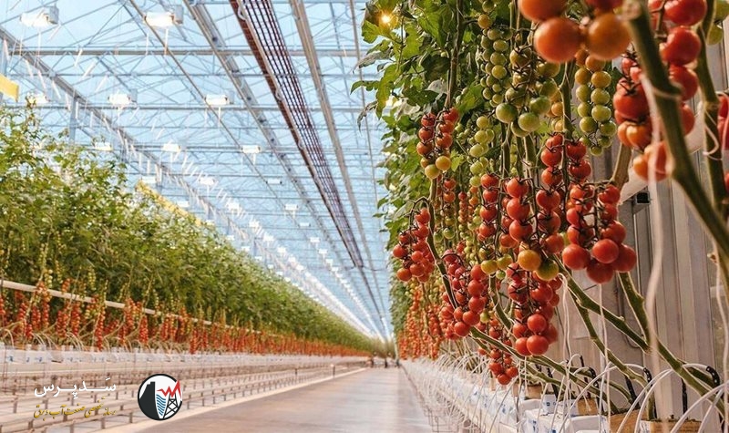 مزایا و معایب توسعه کشتهای گلخانهای در کشور